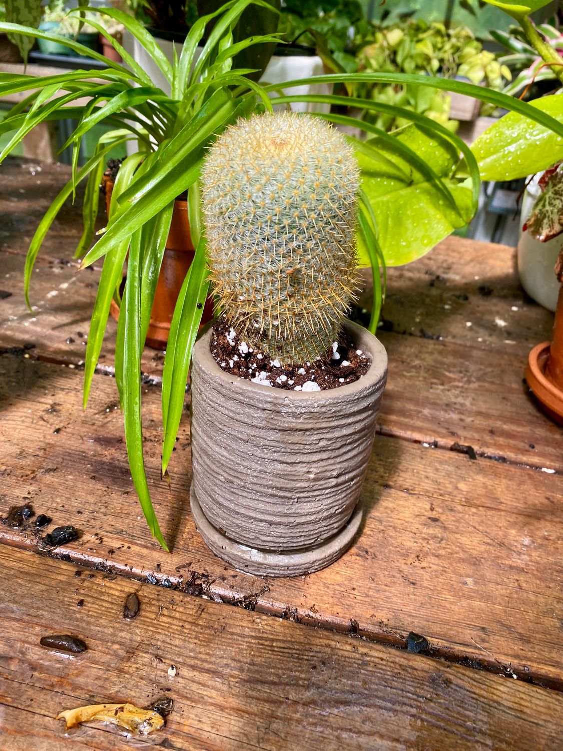 Cactus Pincushion 3&quot; Brown Pot