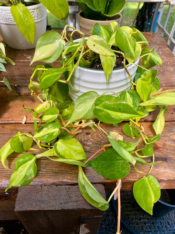 Philodendron Brasil 6&quot; Pot with White Cover Pot