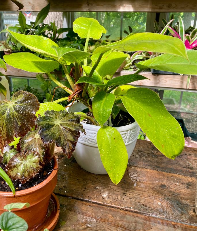 Philodendron Moonlight 6&quot; Pot with White Cover Pot