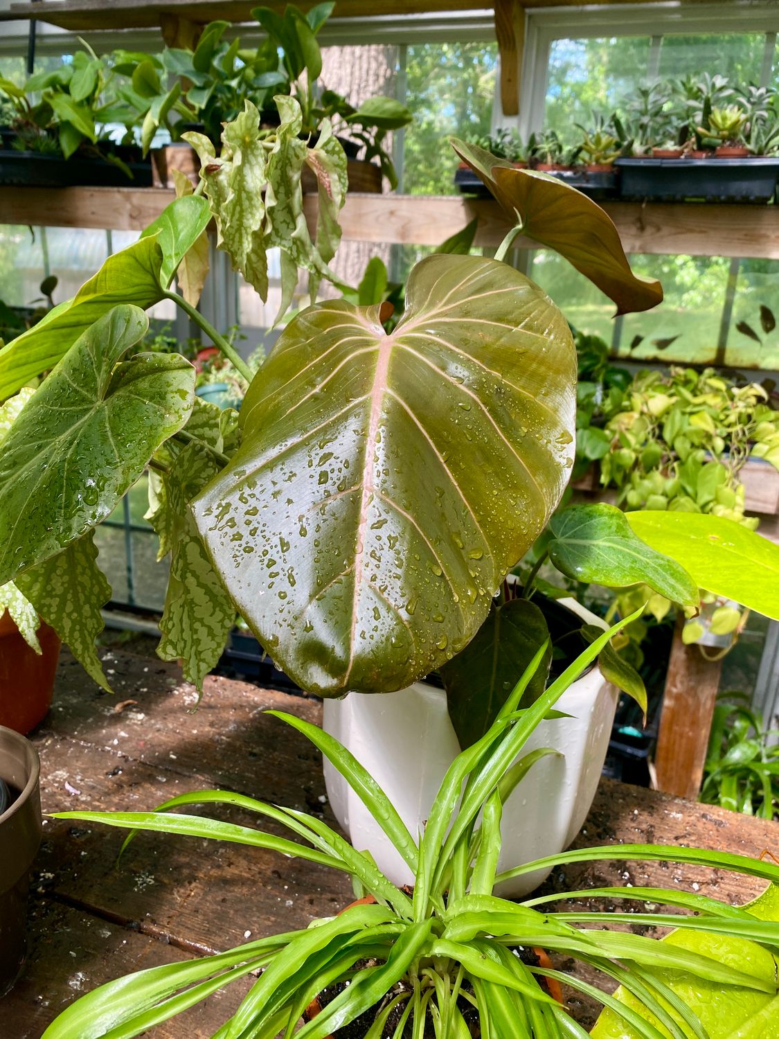 Philodendron Gloriosum with Large White Ceramic Pot
