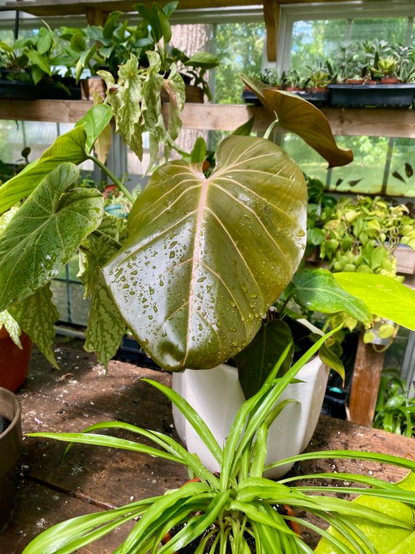 Philodendron Gloriosum with Large White Ceramic Pot
