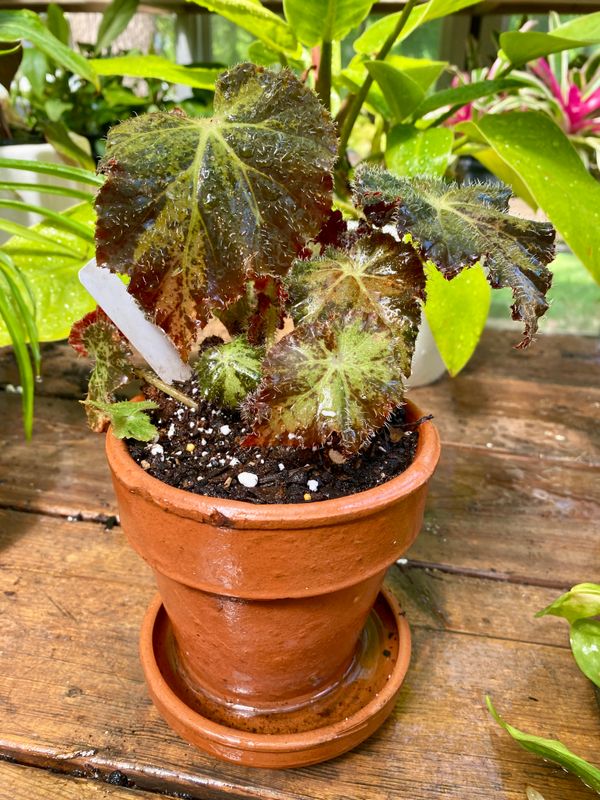 Begonia Rex Brad Thompson 4&quot; Terracotta Pot