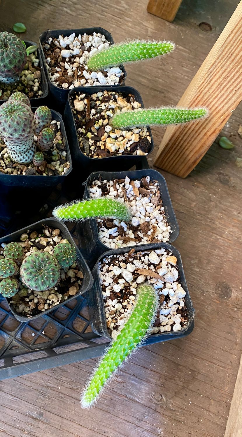 Cactus Monkey Tail Starter Plants