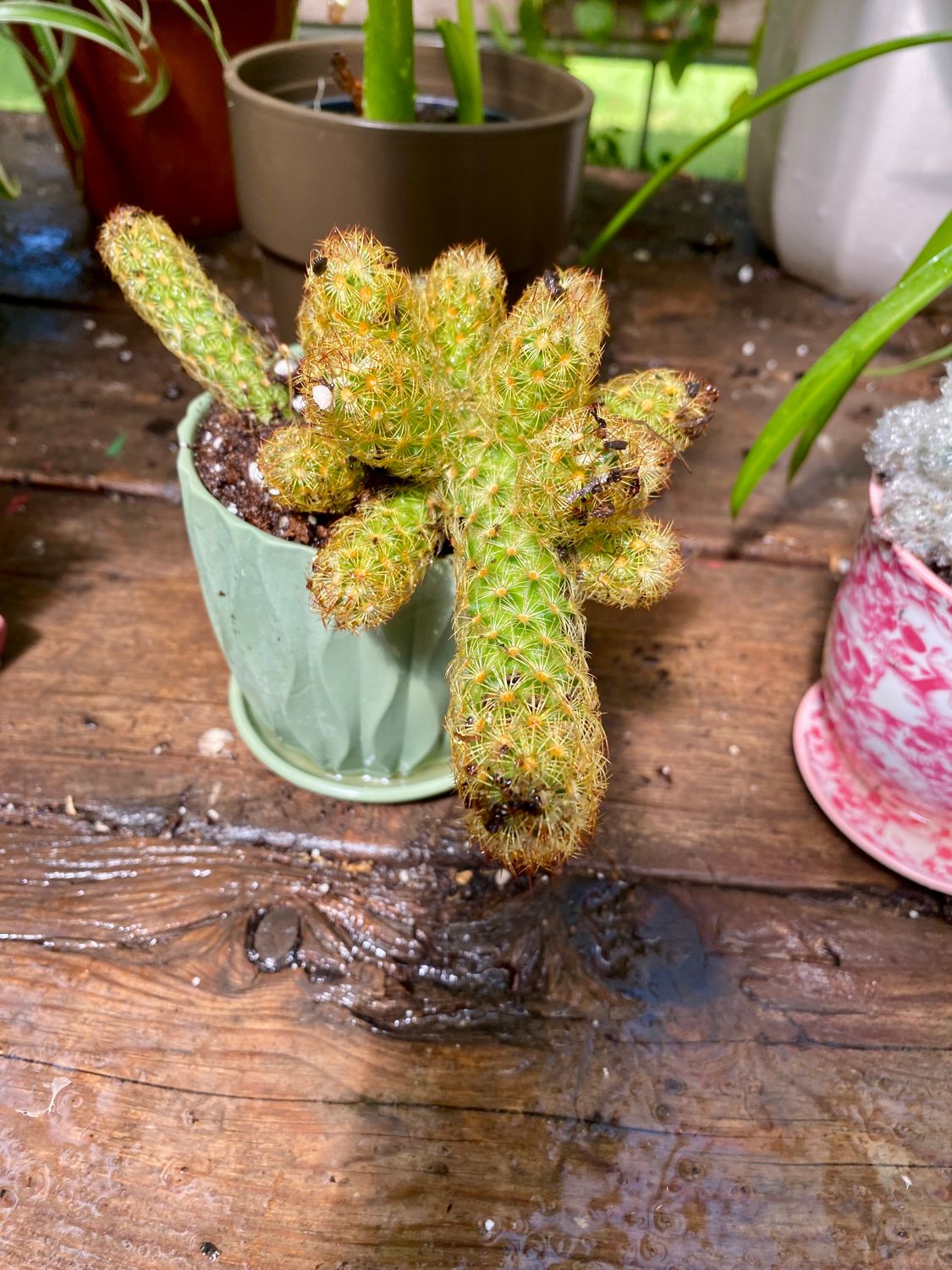 Cactus Lady Finger with Green Pot Mammillaria elongata