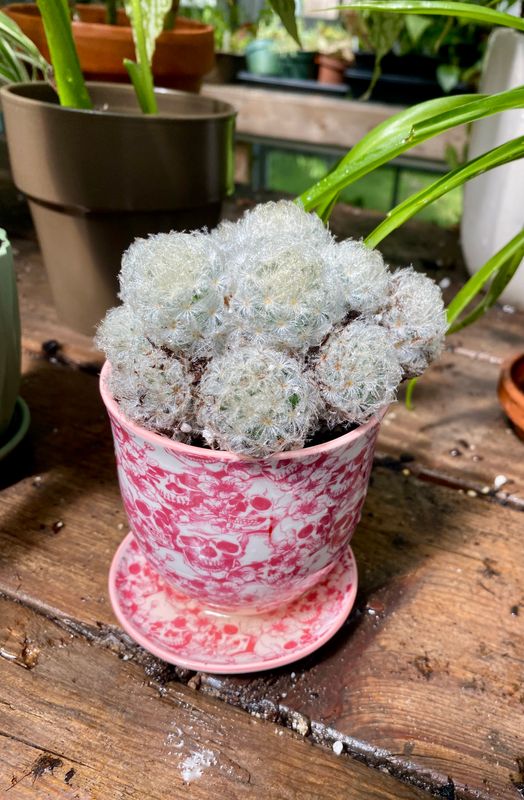 Cactus Feather  &#39;Mammillaria pulmosa&#39; 3&quot; Skull Pot
