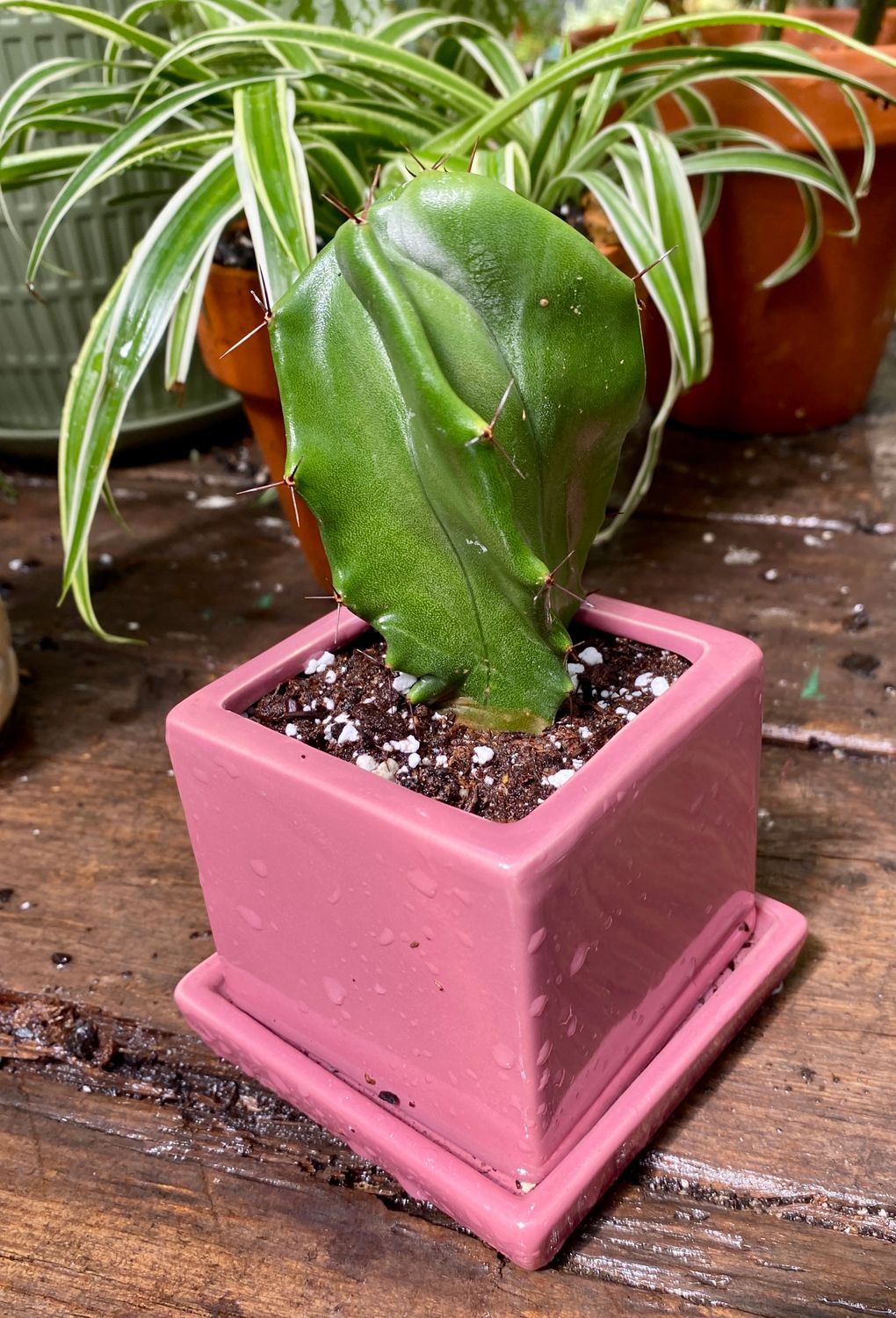 Cactust Gray Ghost Organ Pipe Stenocereus pruinosus  3&quot; Pink Square Pot