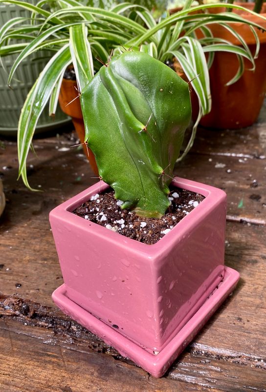 Cactust Gray Ghost Organ Pipe Stenocereus pruinosus  3&quot; Pink Square Pot
