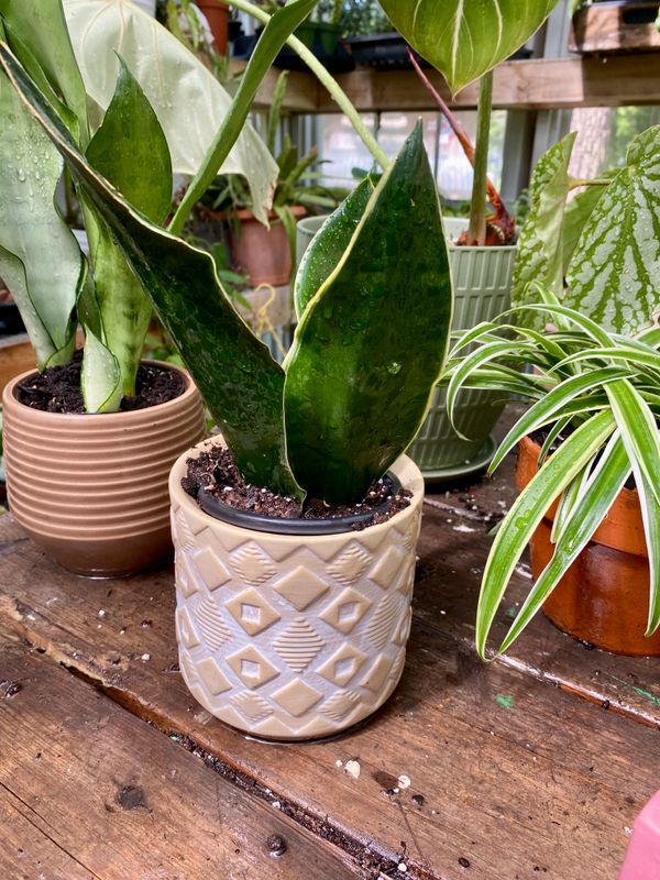 Sansevieria Fabi 4&quot; Pot with Terracotta Cover Pot