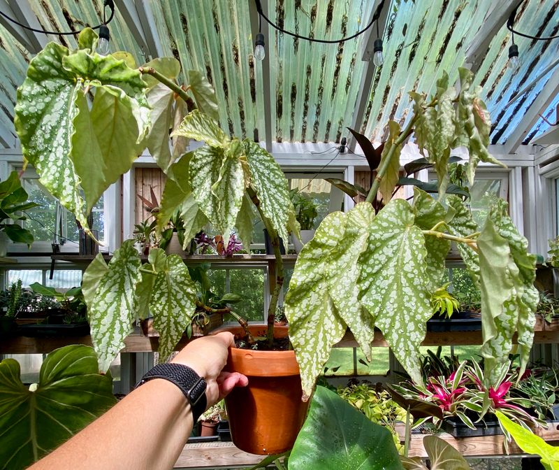 Begonia Cane Avalanche in Terra Cotta Pot - Large