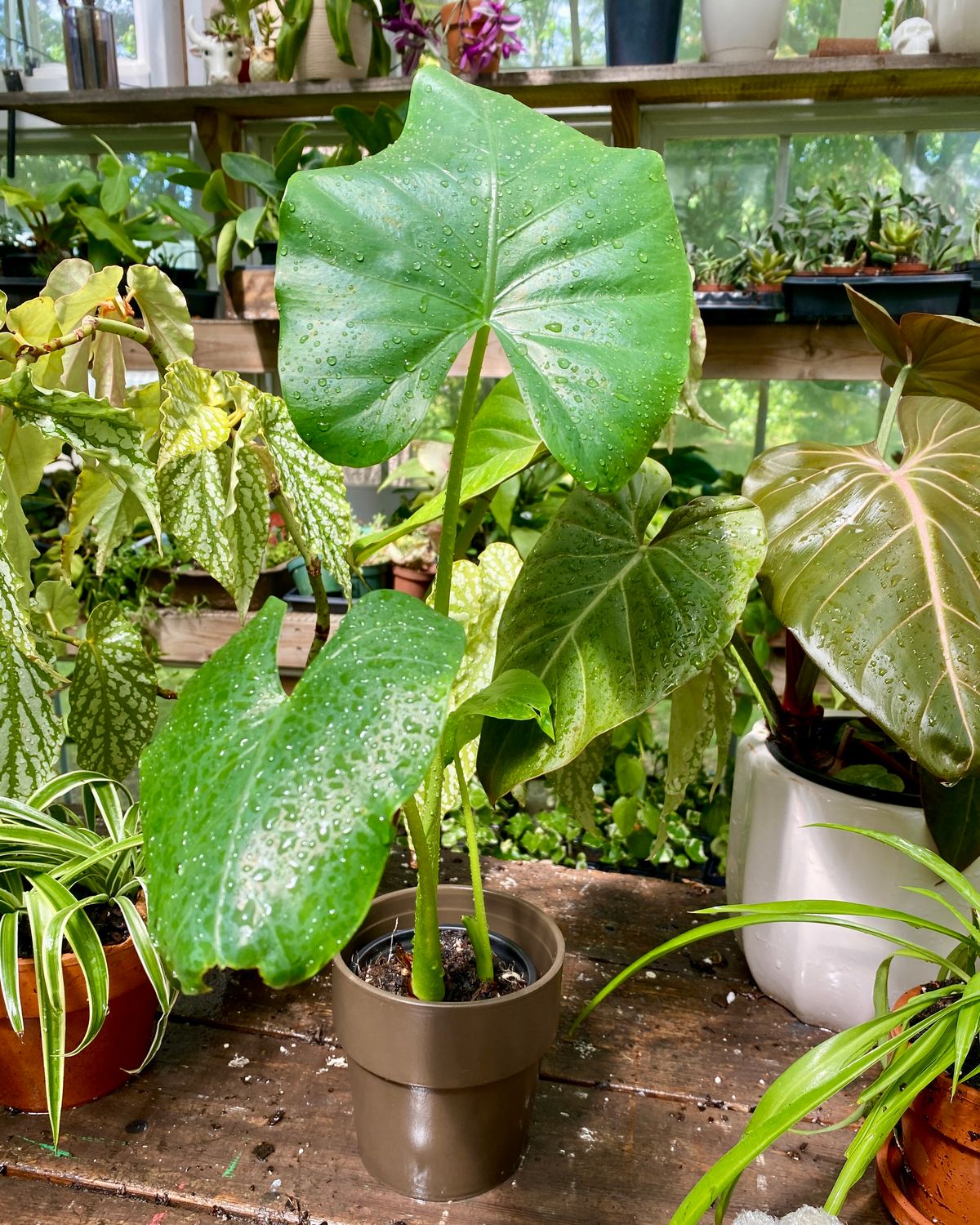 Alocasia Borneo Giant 4&quot; Dark Brown Pot