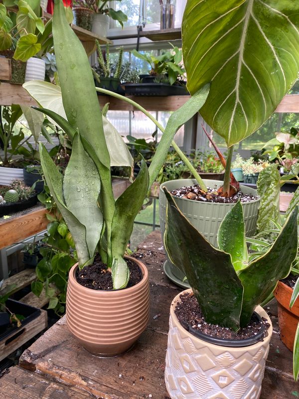 Sansevieria Moonshine with Brown Ring Pot