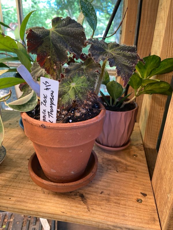 Begonia Rex Brad Thompson 4&quot; Terracotta Pot