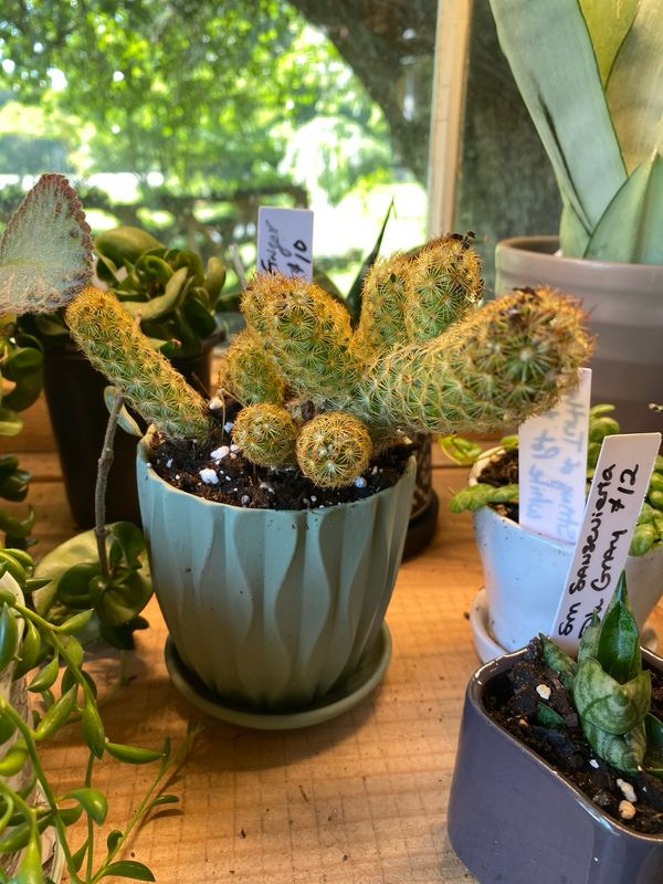 Cactus Lady Finger with Green Pot Mammillaria elongata