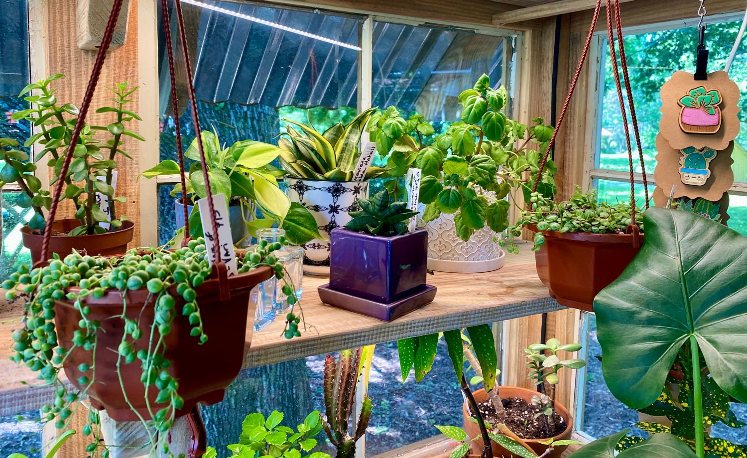 Assorted Potted Plants Available in the Farm Stand