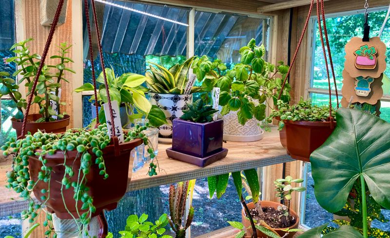 Assorted Potted Plants Available in the Farm Stand