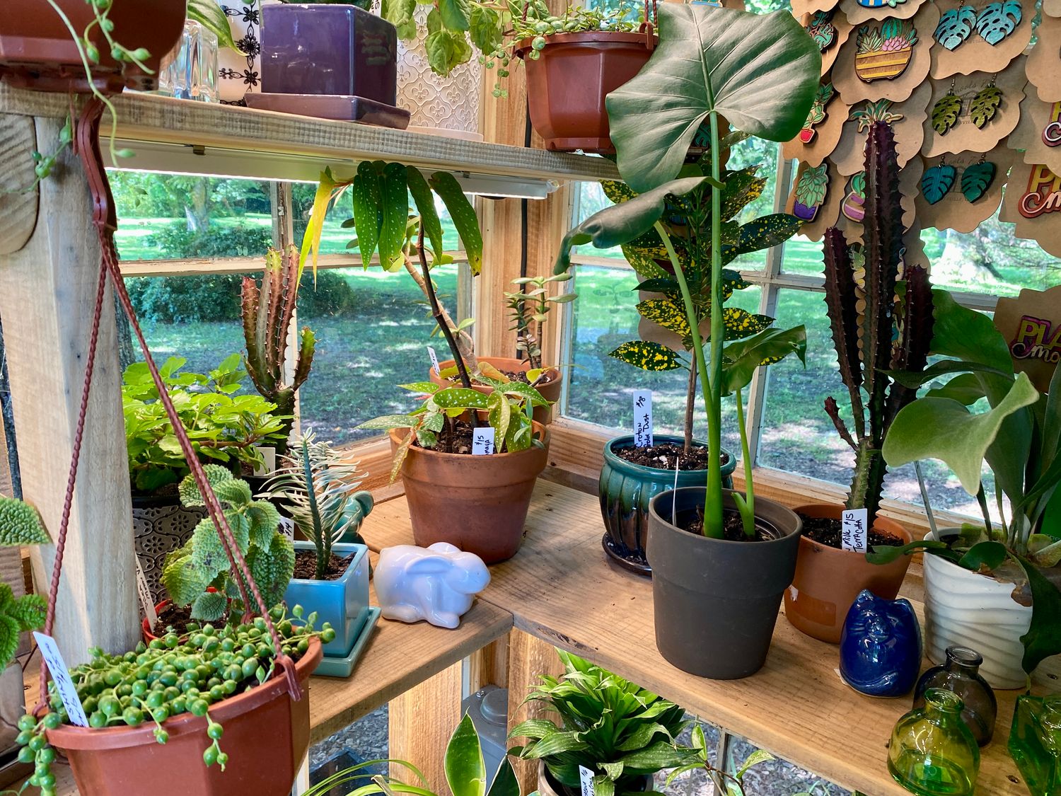Assorted Potted Plants Available in the Farm Stand
