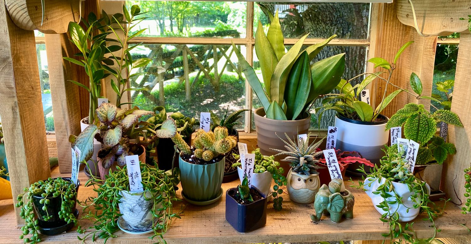 Assorted Potted Plants Available in the Farm Stand