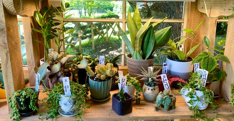 Assorted Potted Plants Available in the Farm Stand