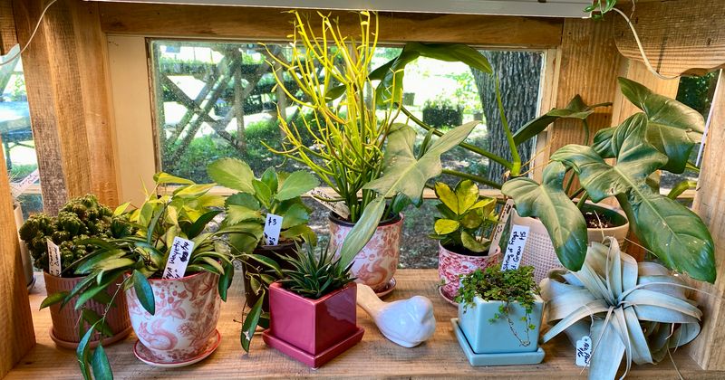 Assorted Potted Plants Available in the Farm Stand