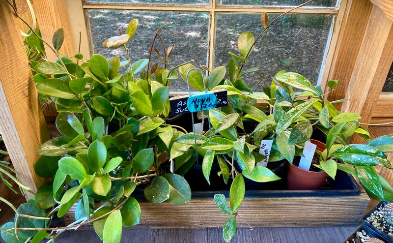 Hoya Assorted Varieties 4&quot; Pot