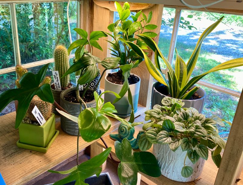 Houseplants Assorted Sizes and Prices