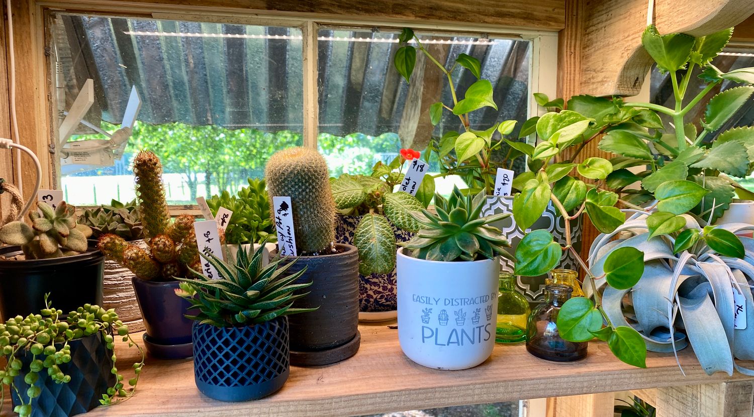 Assorted Potted Plants Available in the Farm Stand