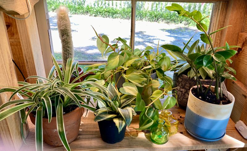 Assorted Potted Plants Available in the Farm Stand
