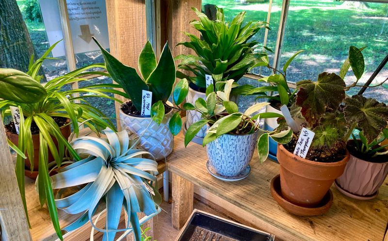Houseplants Assorted Sizes and Prices