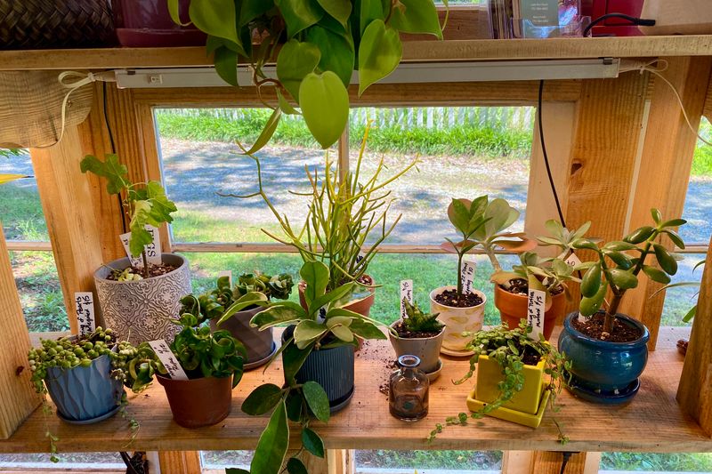 Assorted Potted Plants Available in the Farm Stand