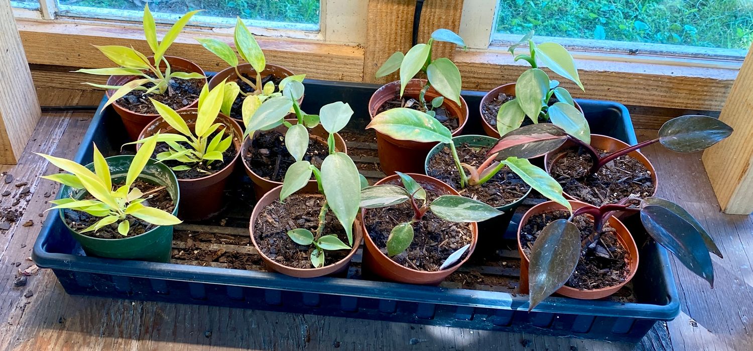 Philodendron Assorted Starter Plants 4&quot; Pot