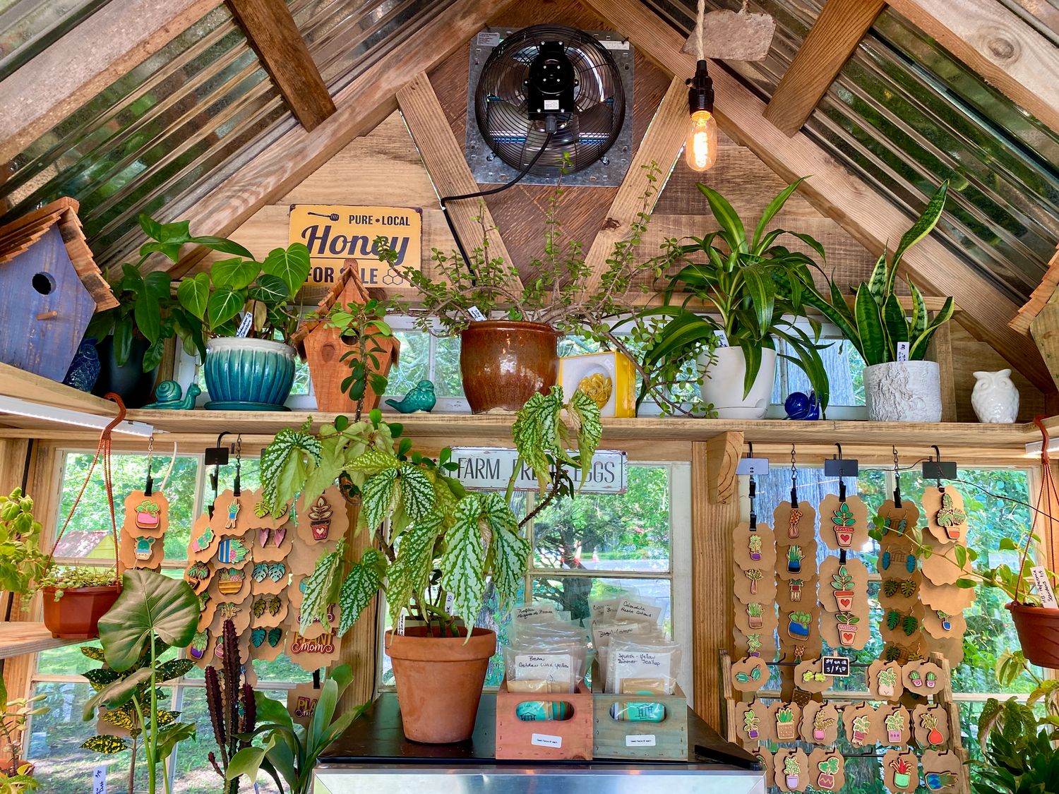 Houseplants Assorted Sizes and Prices