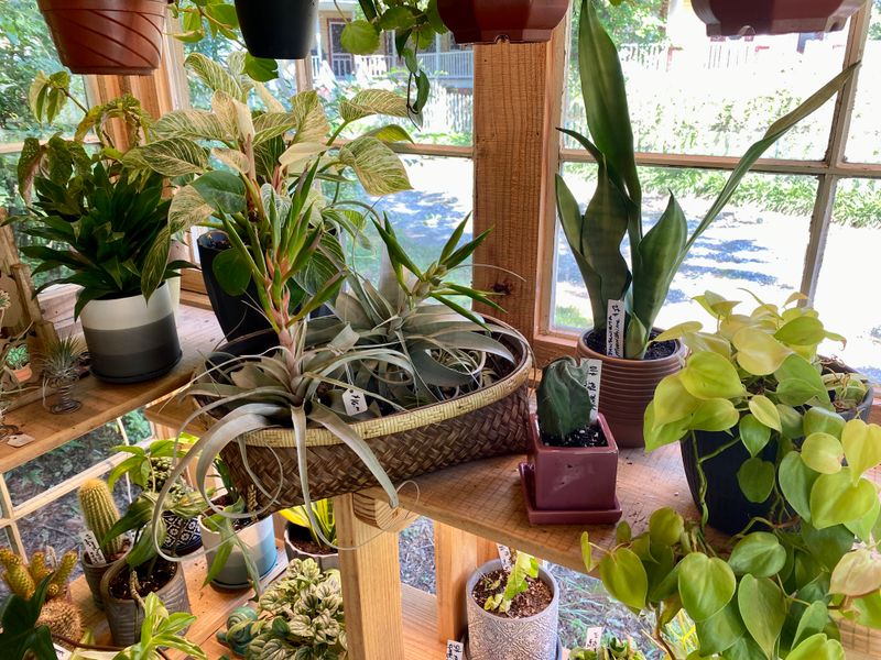 Houseplants Assorted Sizes &amp; Prices