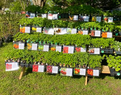 Vegetable Starts