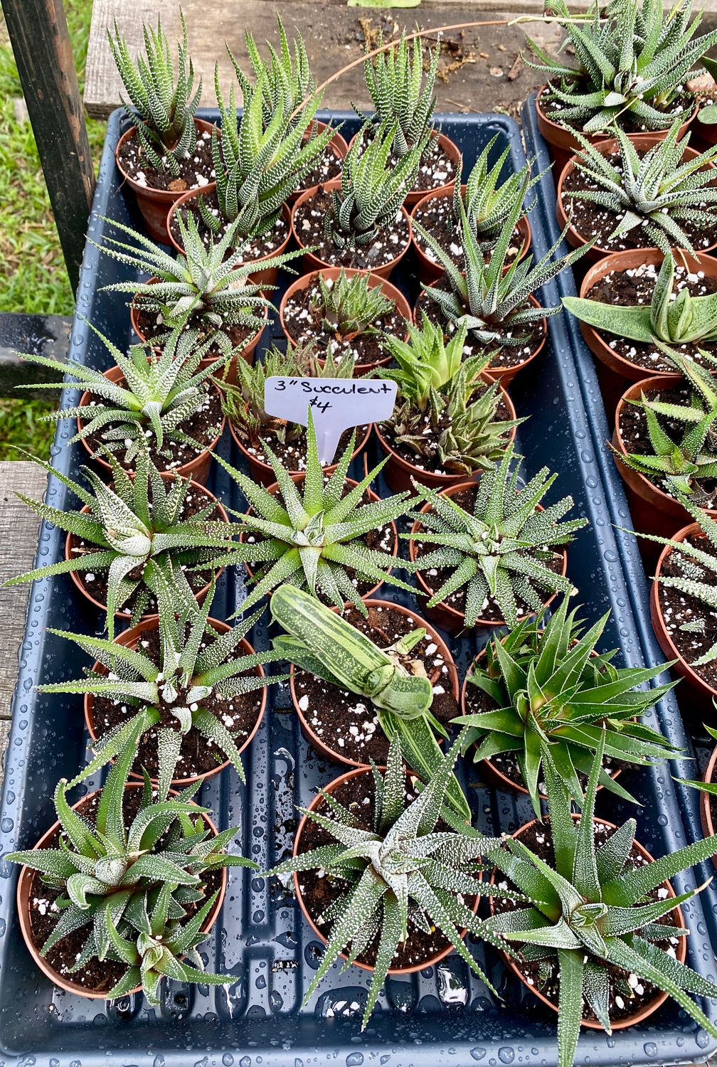 Haworthia and Gasteria Assorted 3&quot; Pot - $4 each