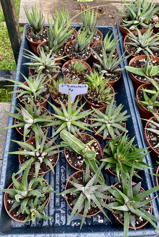 Haworthia and Gasteria Assorted 3&quot; Pot - $4 each