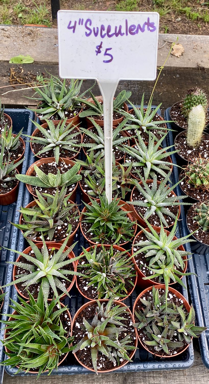 Haworthia and Gasteria Assorted 4&quot; Pot - $5 each