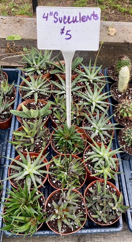Haworthia and Gasteria Assorted 4&quot; Pot - $5 each