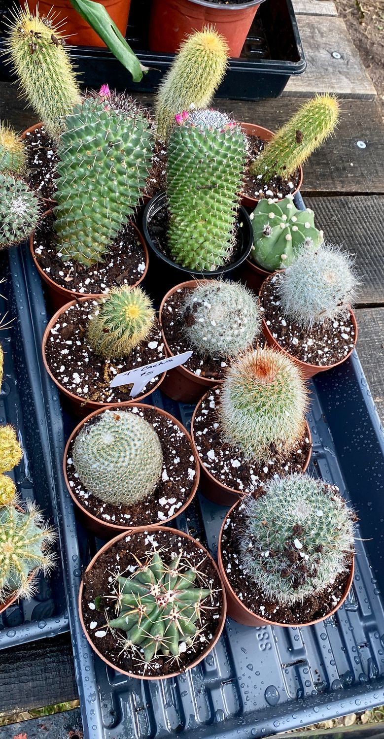 Cactus Assorted 4&quot; Pot - $5 each