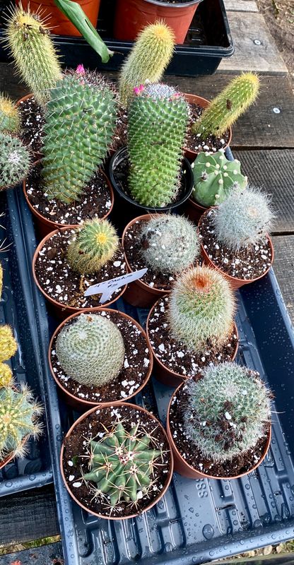 Cactus Assorted 4&quot; Pot - $5 each