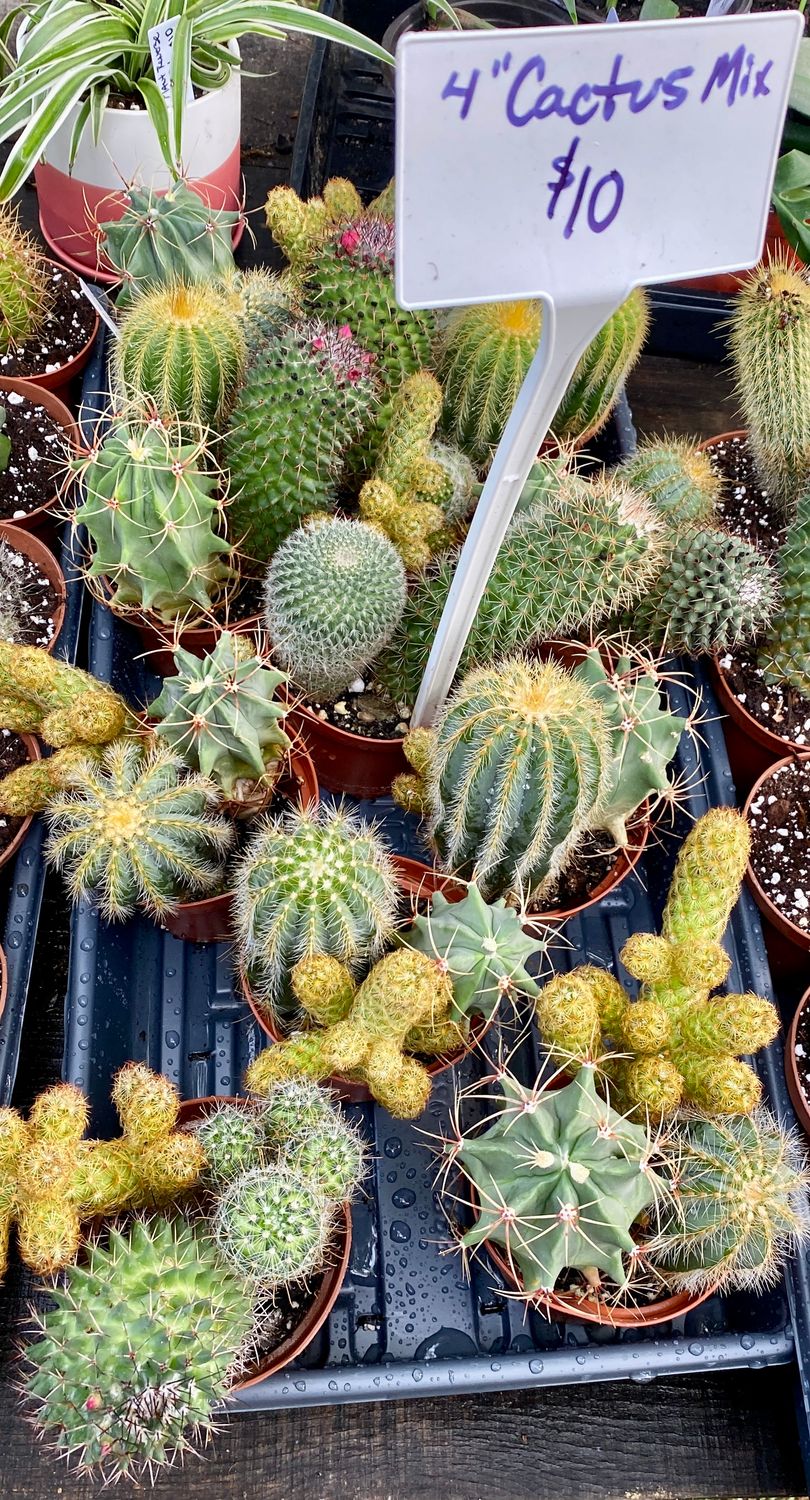 Cactus Mix 4&quot; Pot 3 Cacti Per Pot