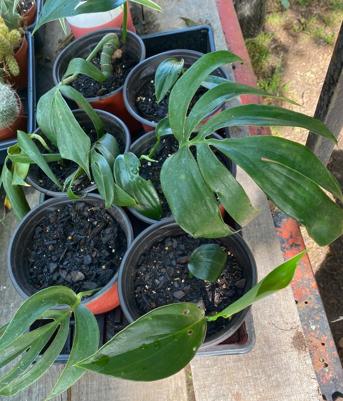 Philodendron Dragon Tail or Rhaphidophora decursiva