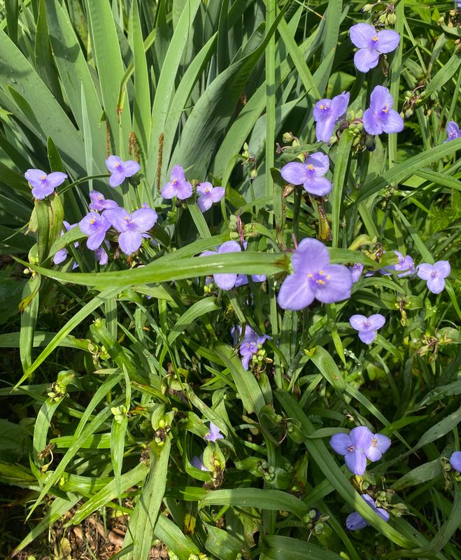 Spiderwort Plant - 5&quot; Pot