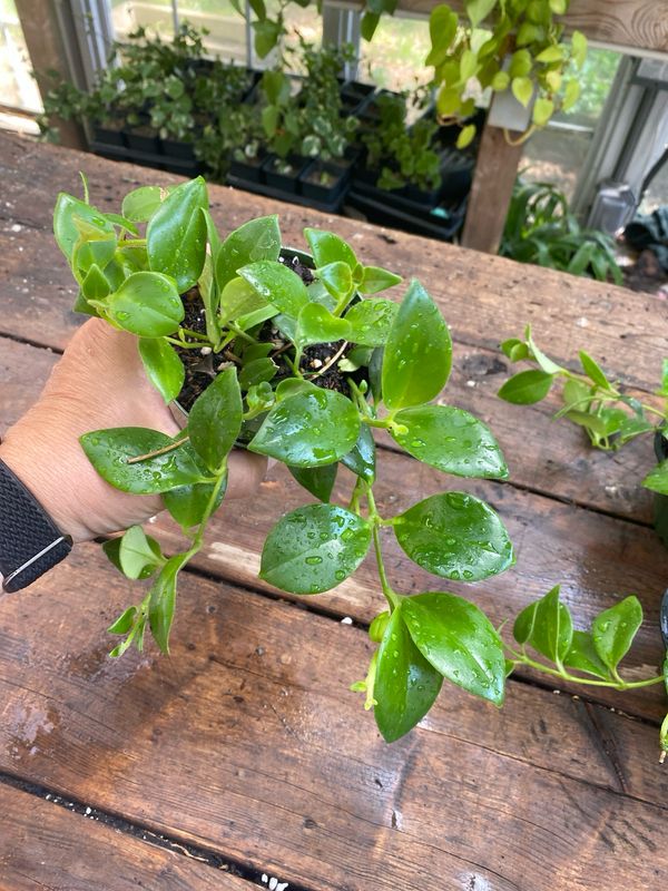 Lipstick Plant 4&quot; Pot