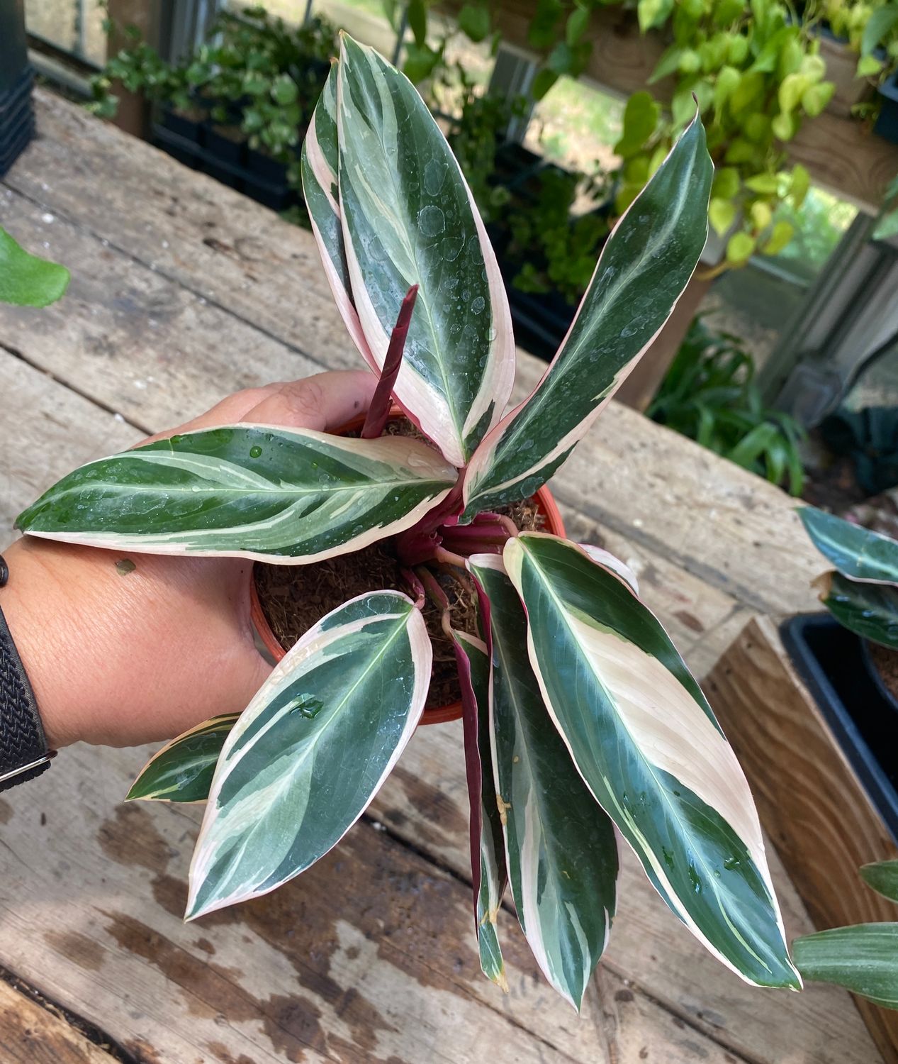 Stromanthe Triostar 4&quot; Pot