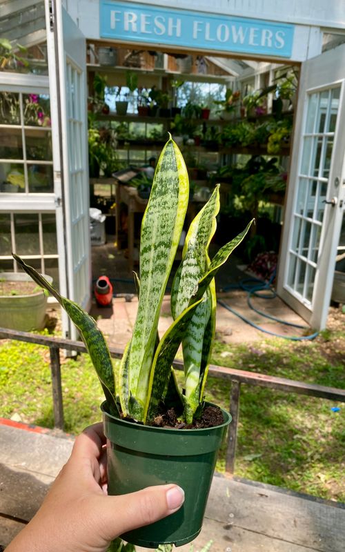 Sansevieria &#39;Laurentii&#39; Snake Plant 4&quot; Pot