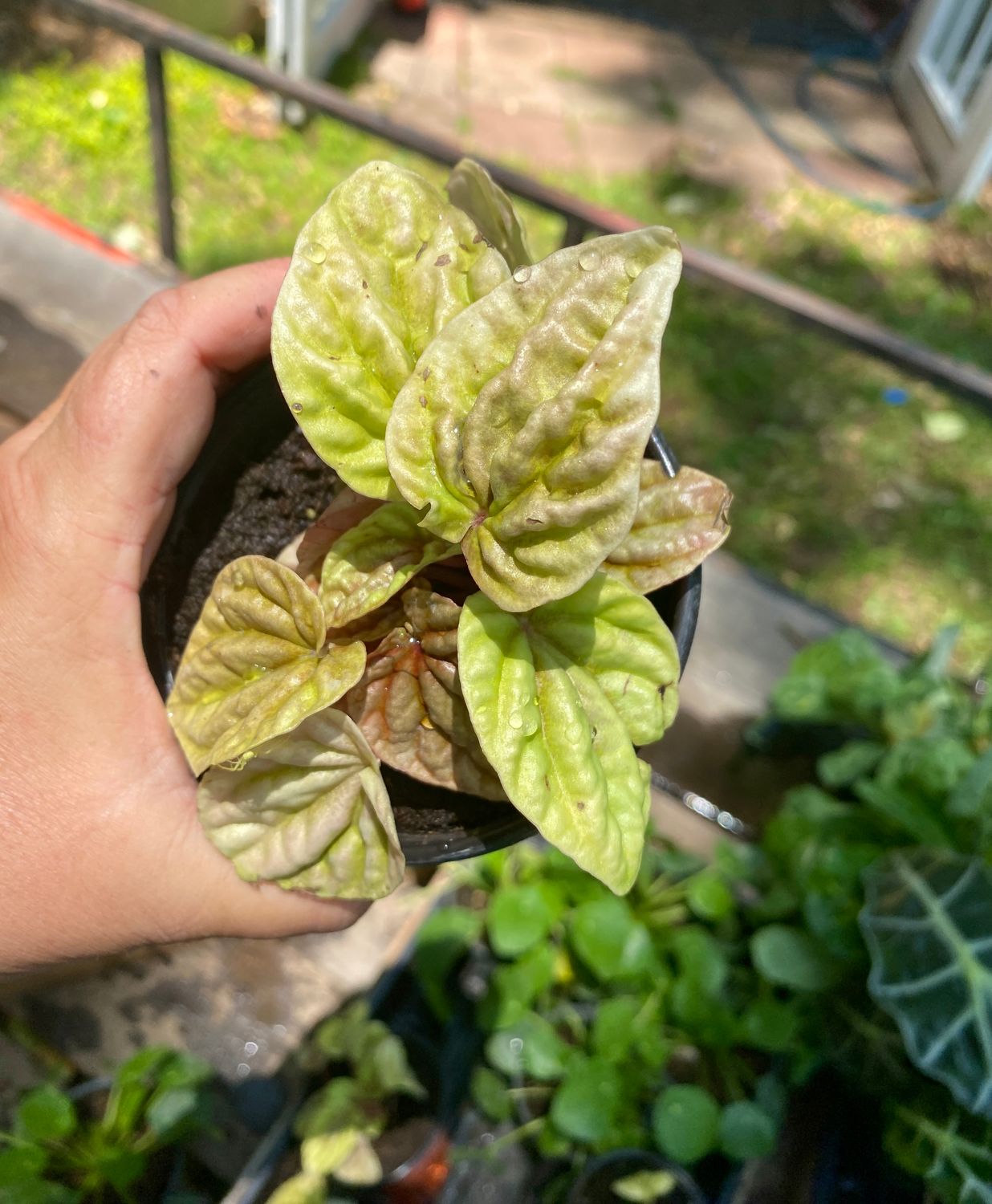 Peperomia &#39;Quito&#39; 4&quot; Pot