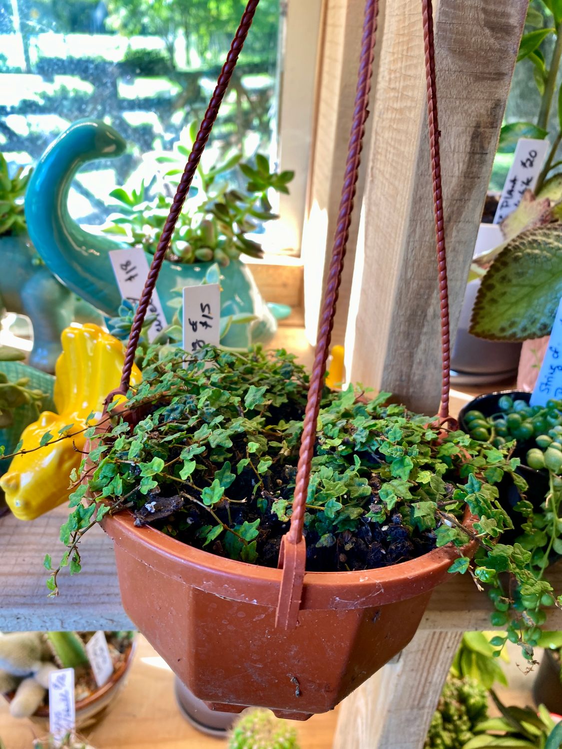 Hanging Basket String of Frogs 4&quot; Pot