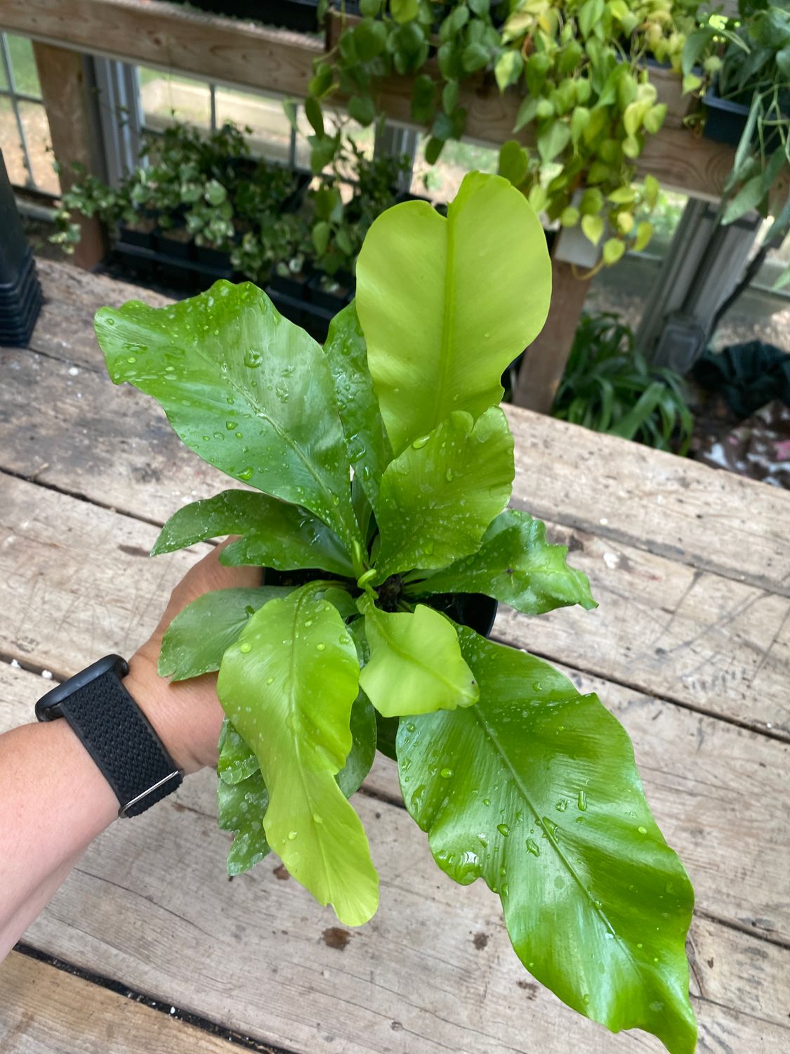 Fern Bird&#39;s Nest &#39;Nidus&#39; 4&quot; Pot