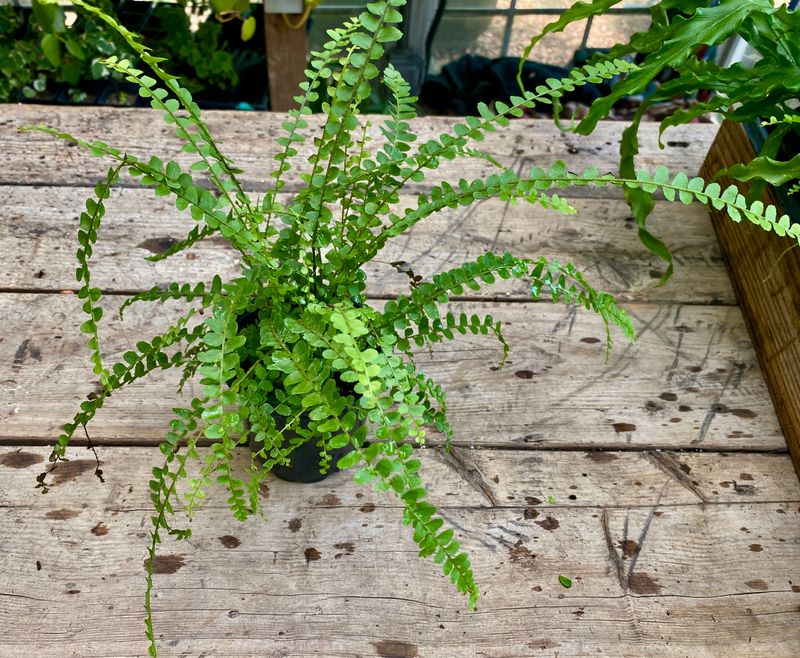 Fern Lemon Button 4&quot; Pot