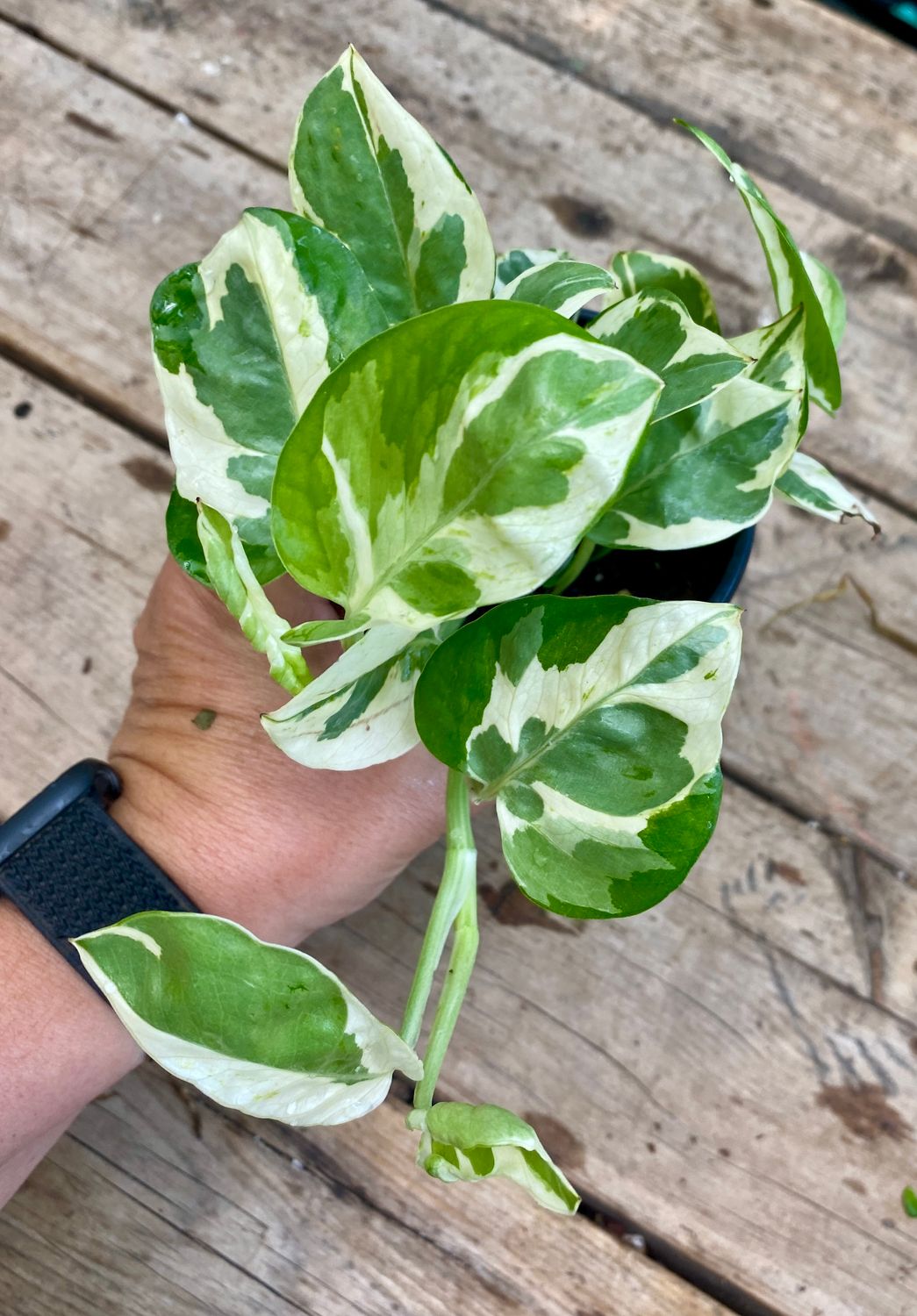 Pothos N&#39;Joy 4&quot; Pot Live Plant